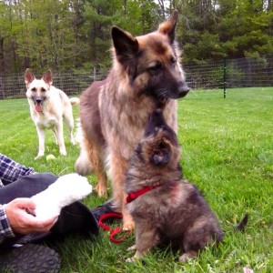 Pet Friendly Hotel In Bar Harbor Maine