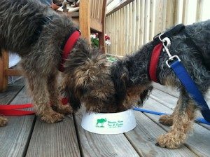 We are dog friendly