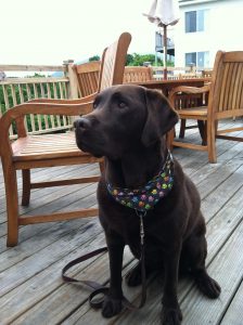 We Are A Bar Harbor Maine Pet Friendly Inn