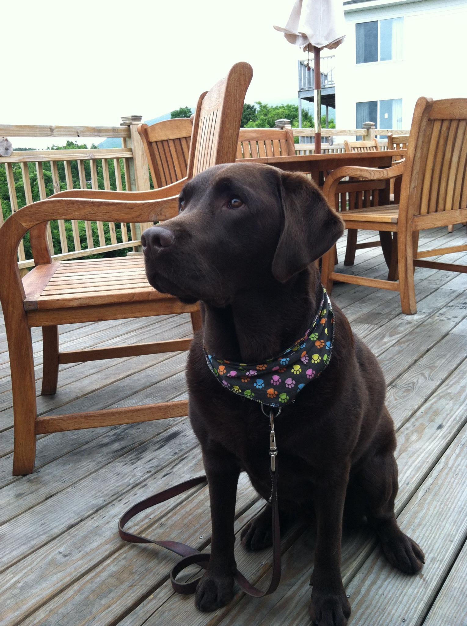 We Are A Bar Harbor Maine Pet Friendly Inn